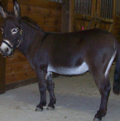 dandy2