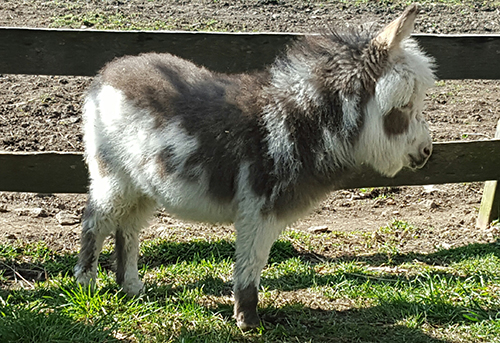blitzen3