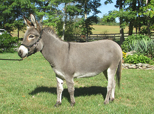 fannie